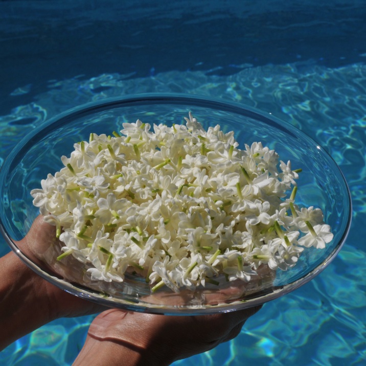 A full bowl of fresh picked jasmine