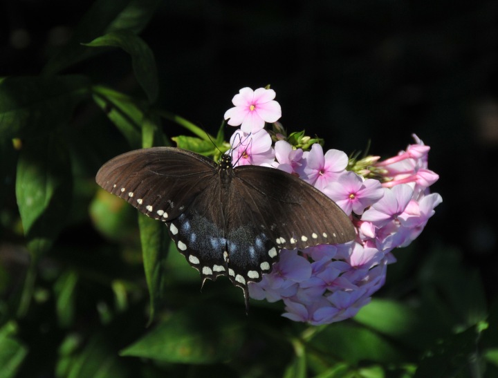 Spicebush Swallowtail on Garden Phlox