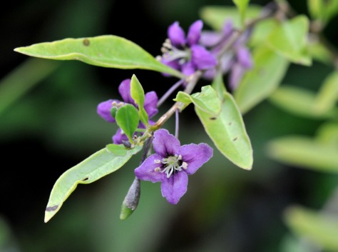 Little purple flowers along the stem