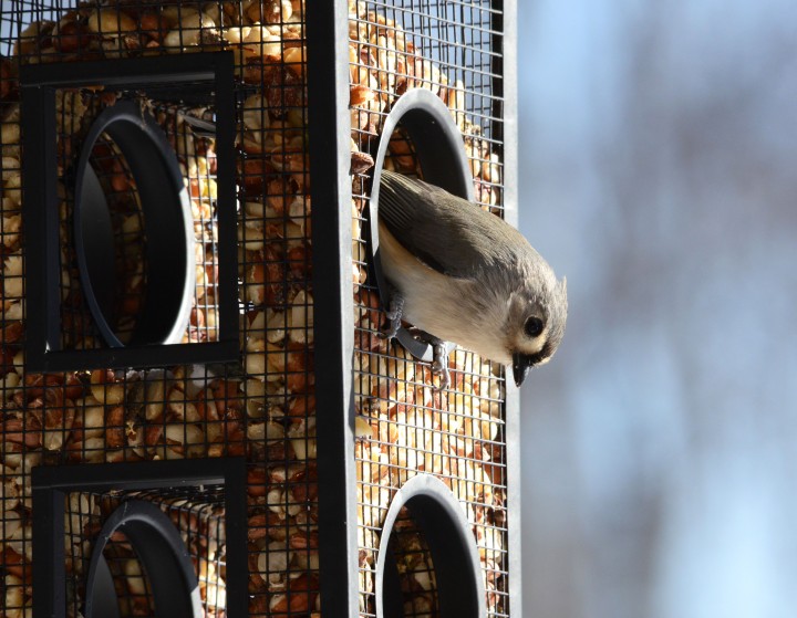Tufted titmouse at one of the feeders
