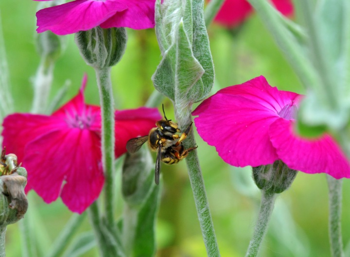 Wool Carder bee scraping the hair off a Rose Campion's stem
