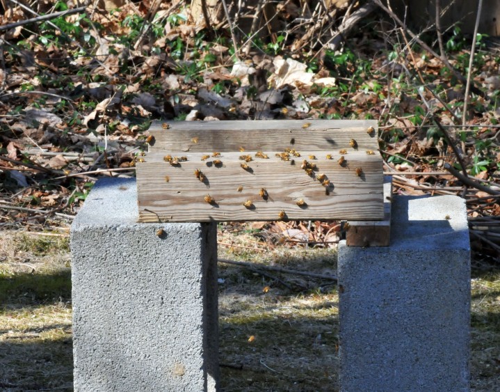 Some bees still gathered at the empty base