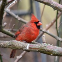Male Northern Cardinal in the rose bush