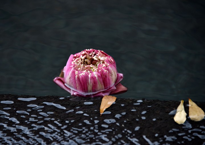 Pink lotus at the edge of the reflecting pool