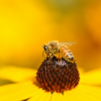 Honeybee on Black-eyed susan