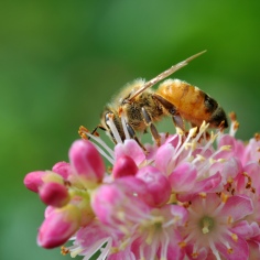 Honeybee on Summersweet