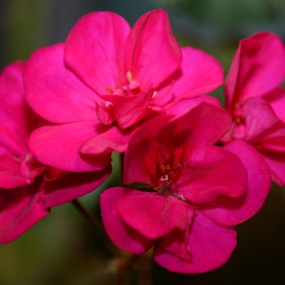 Geranium 'Tango Violet', though the flower has no scent, it has very striking color
