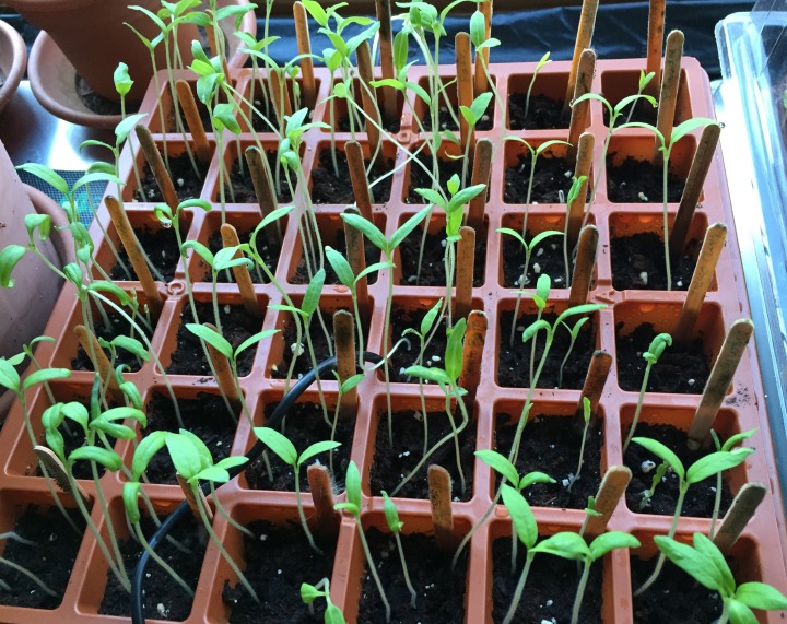 Tomato seedlings, March 19.  Pretty lanky stretching for light