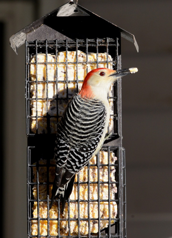 Male Red-bellied Woodpecker ready to take off with a beak full of suet