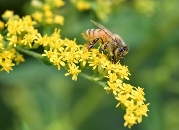 We anticipate the next generation of this Honeybee on Goldenrod will be stronger and more resilient so they can help us humans survive.