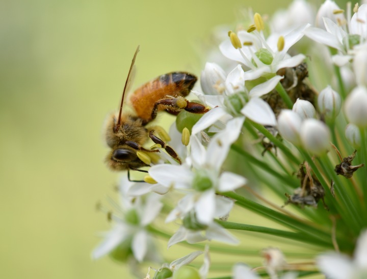This is a honey bee favorite, Garlic chive. The flower is edible with strong chive flavor. Sometime I wonder if it will make honey smell and taste like chive 