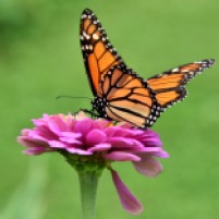 This one taking nectar from Zinnia